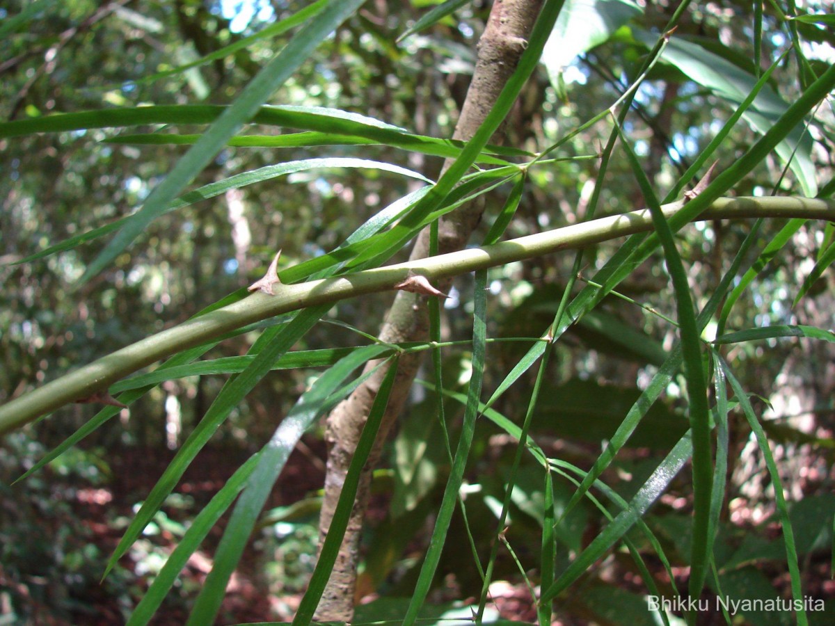 Asparagus falcatus L.